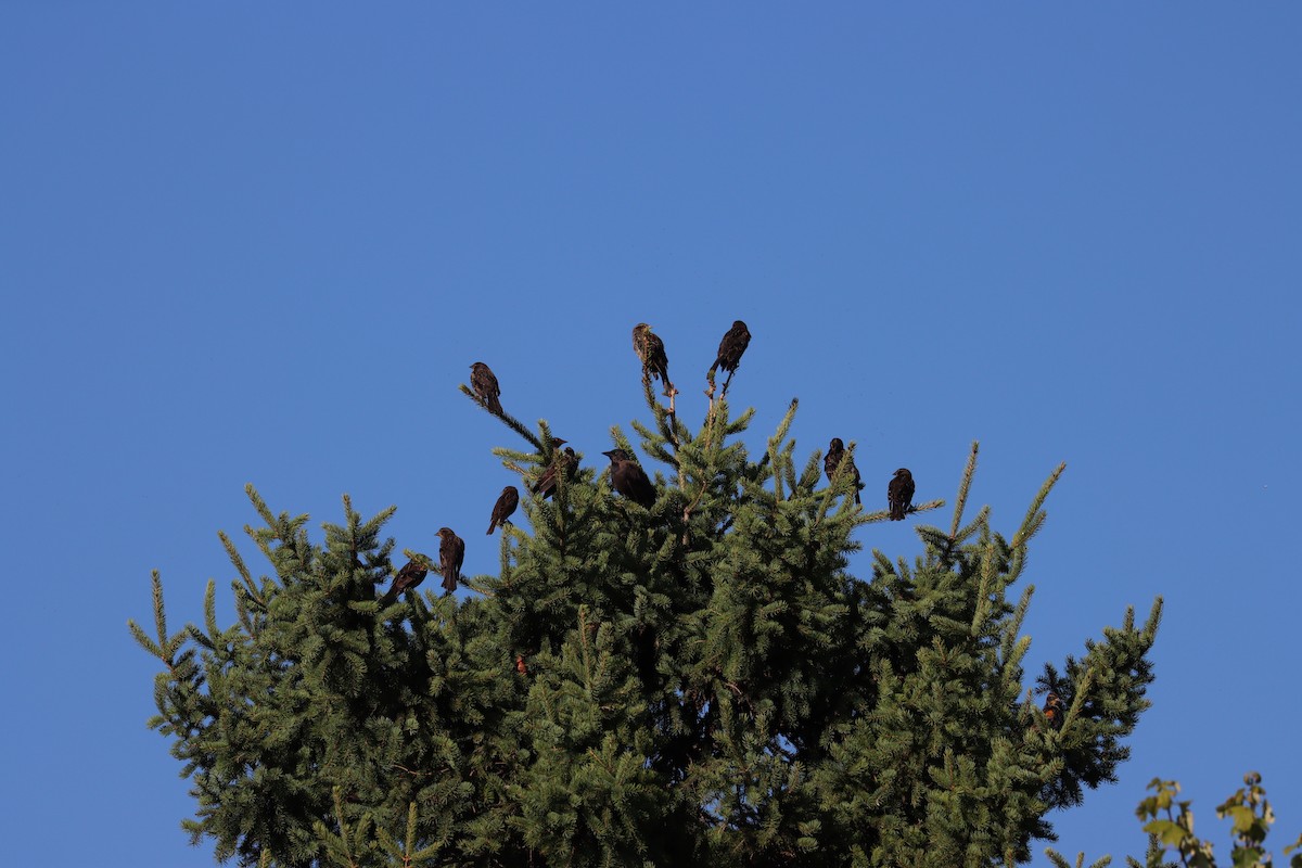 Red-winged Blackbird - ML644621312