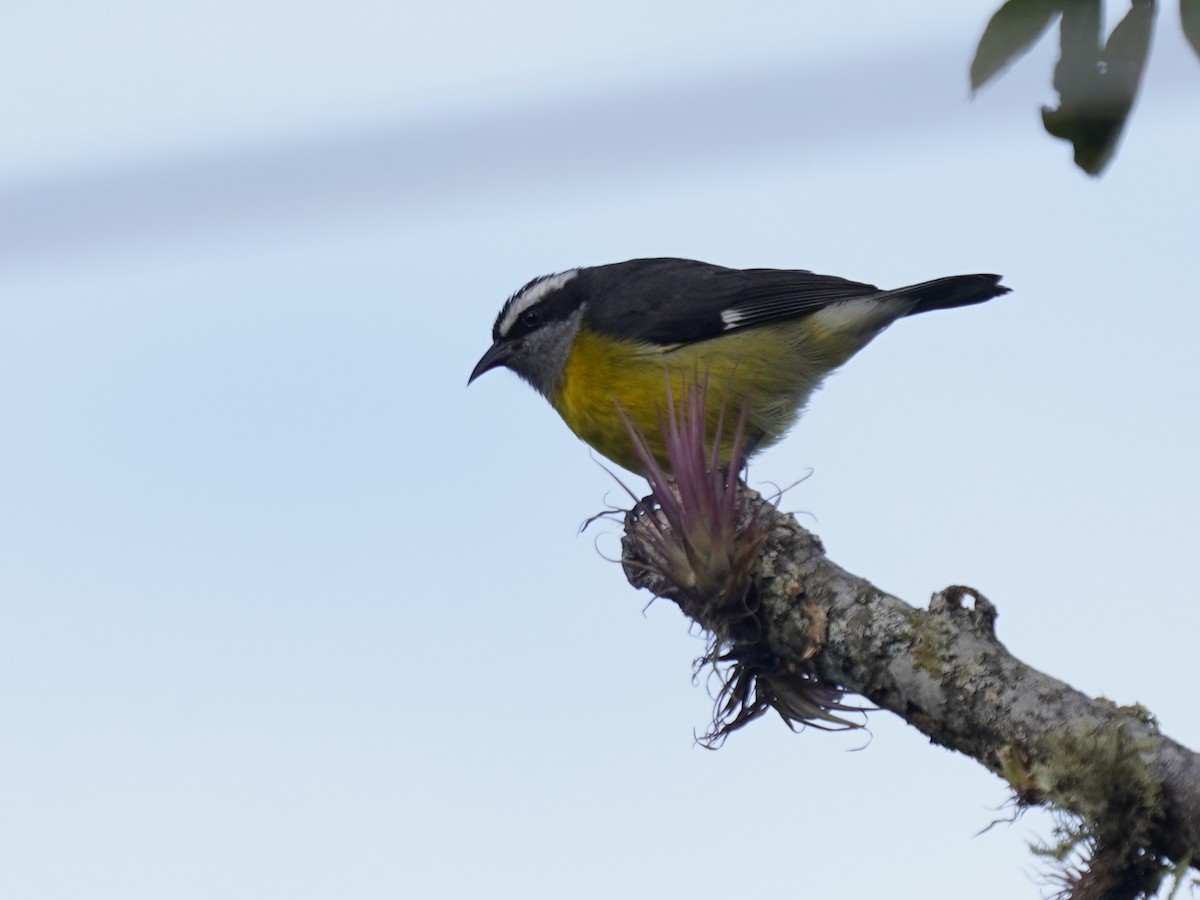 Sucrier à ventre jaune - ML644621314