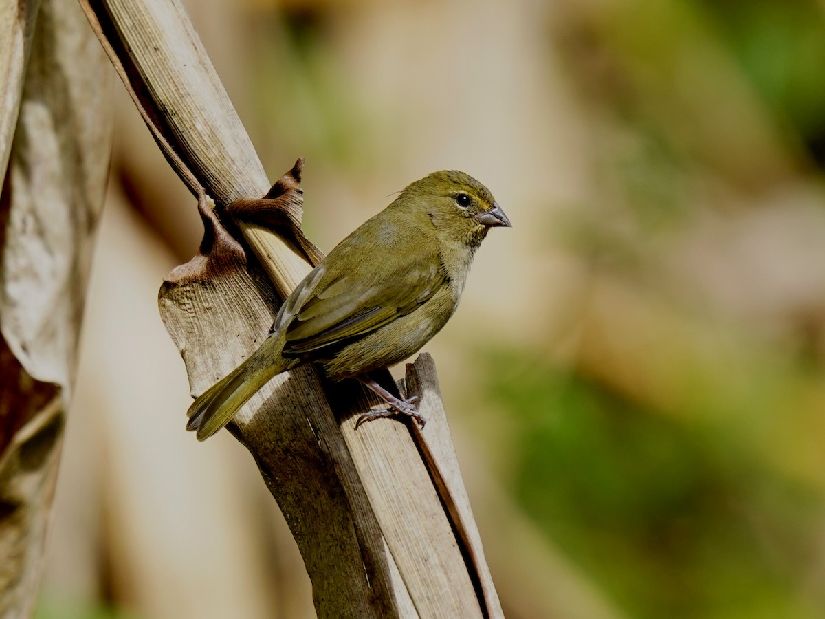 Goldbrauen-Gimpeltangare - ML644621321