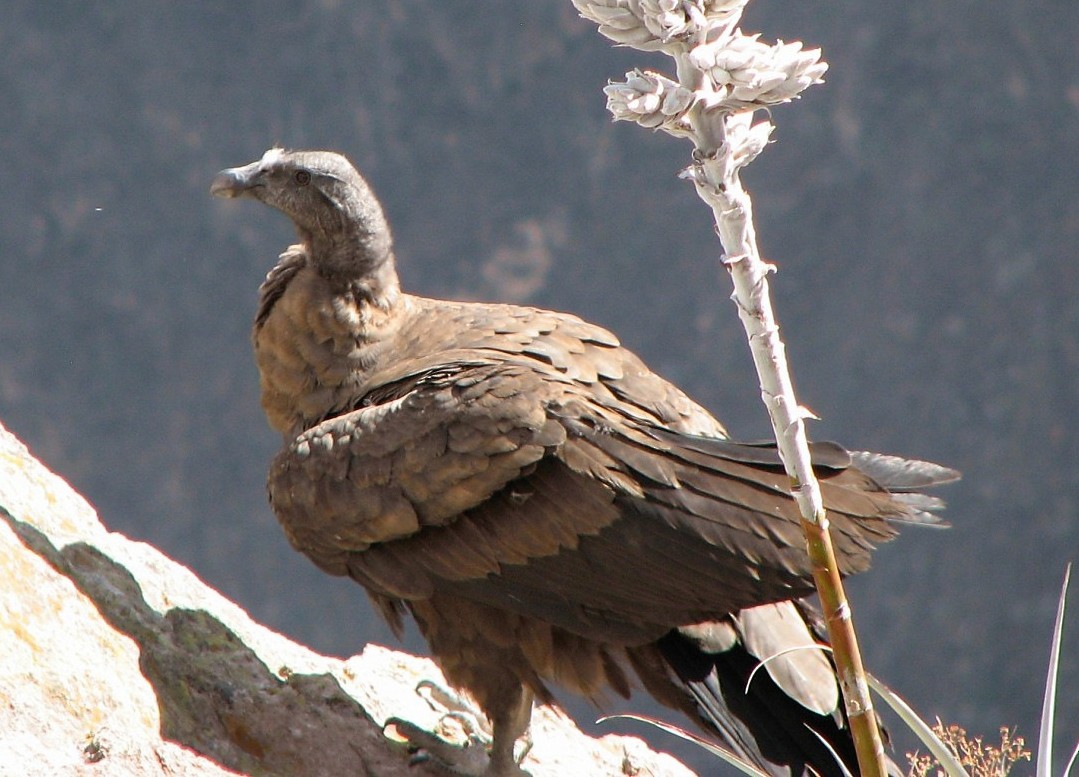 Andean Condor - ML644621323