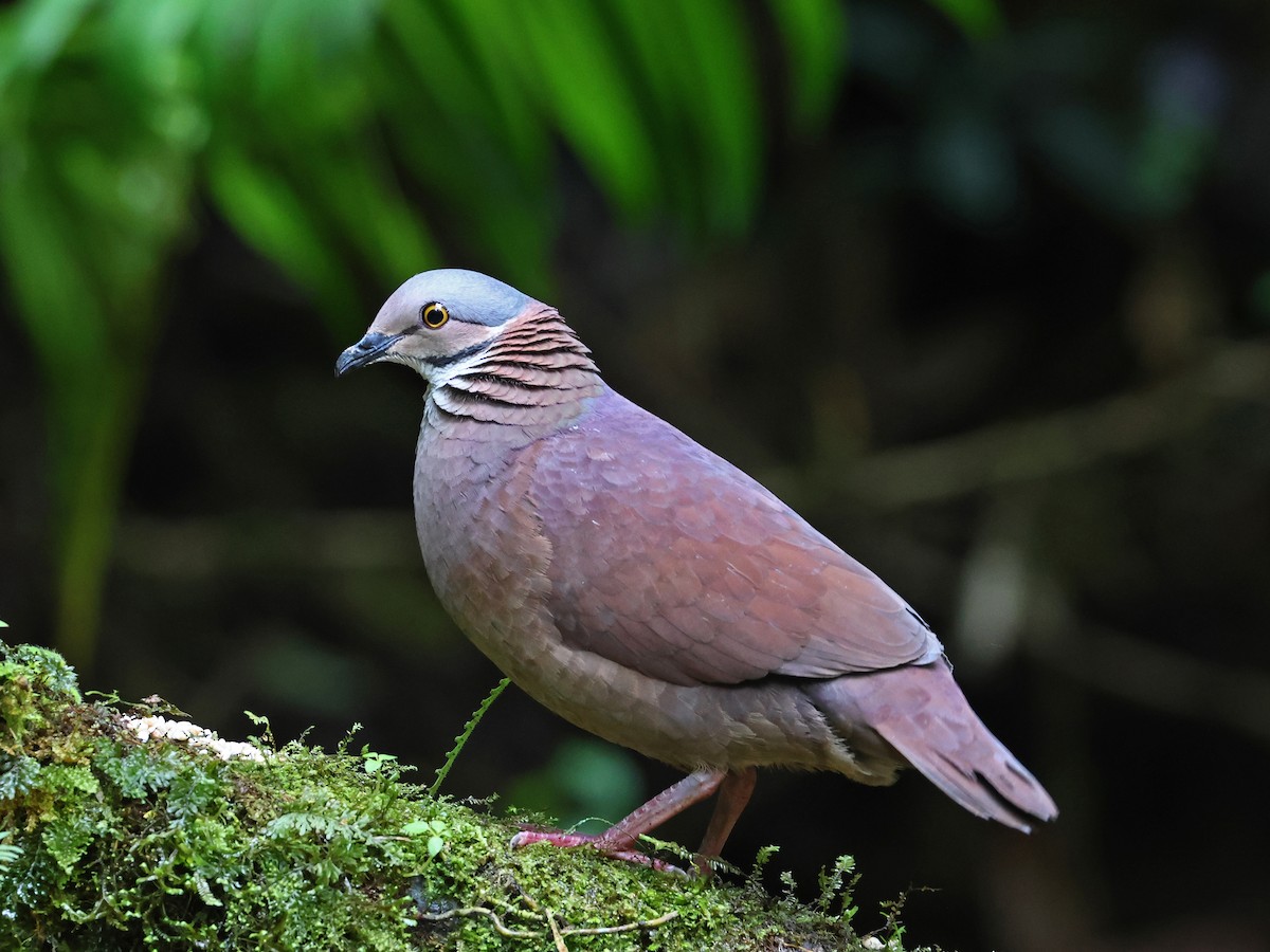 White-throated Quail-Dove - ML644621329