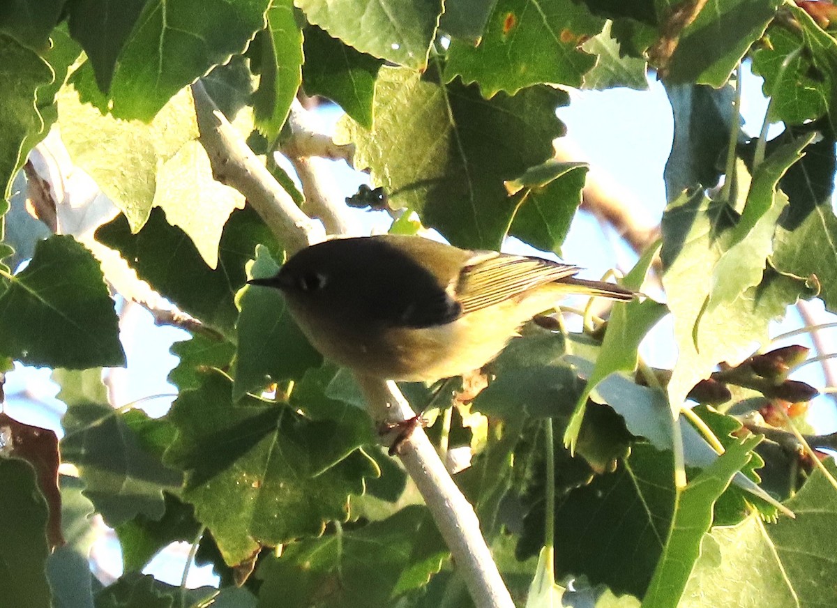 králíček americký - ML644621330