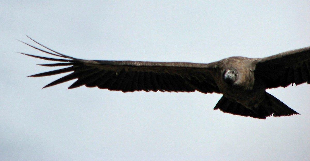 Andean Condor - ML644621337