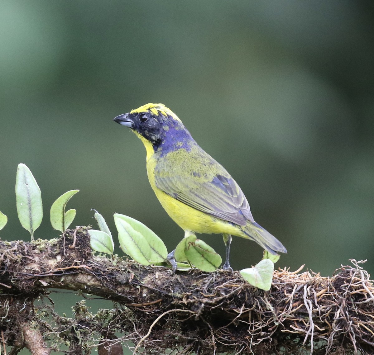 Thick-billed Euphonia (Thick-billed) - ML644621344