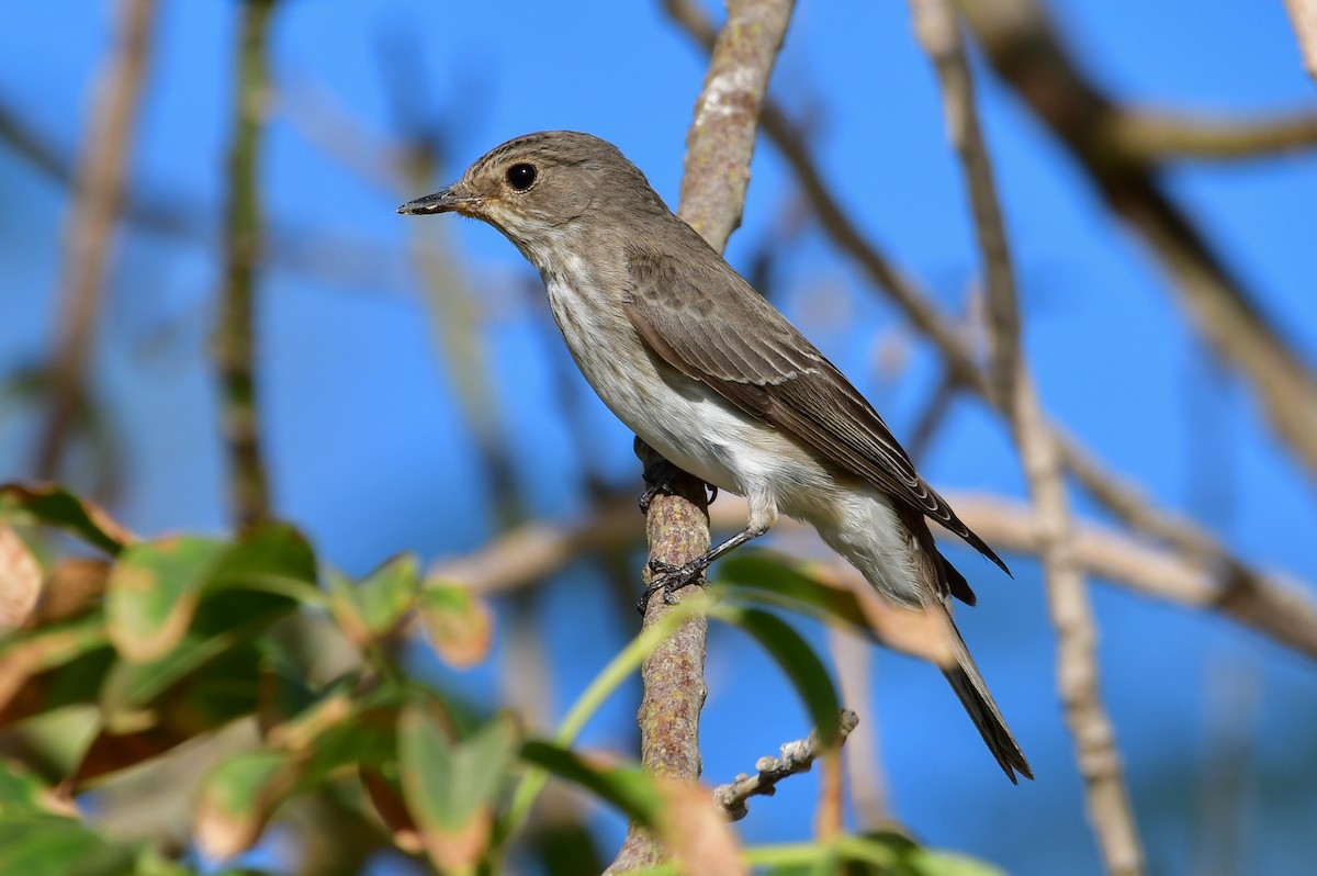 Spotted Flycatcher - ML644621350