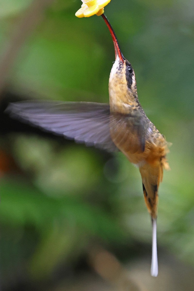 kolibřík dlouhoocasý - ML644621351