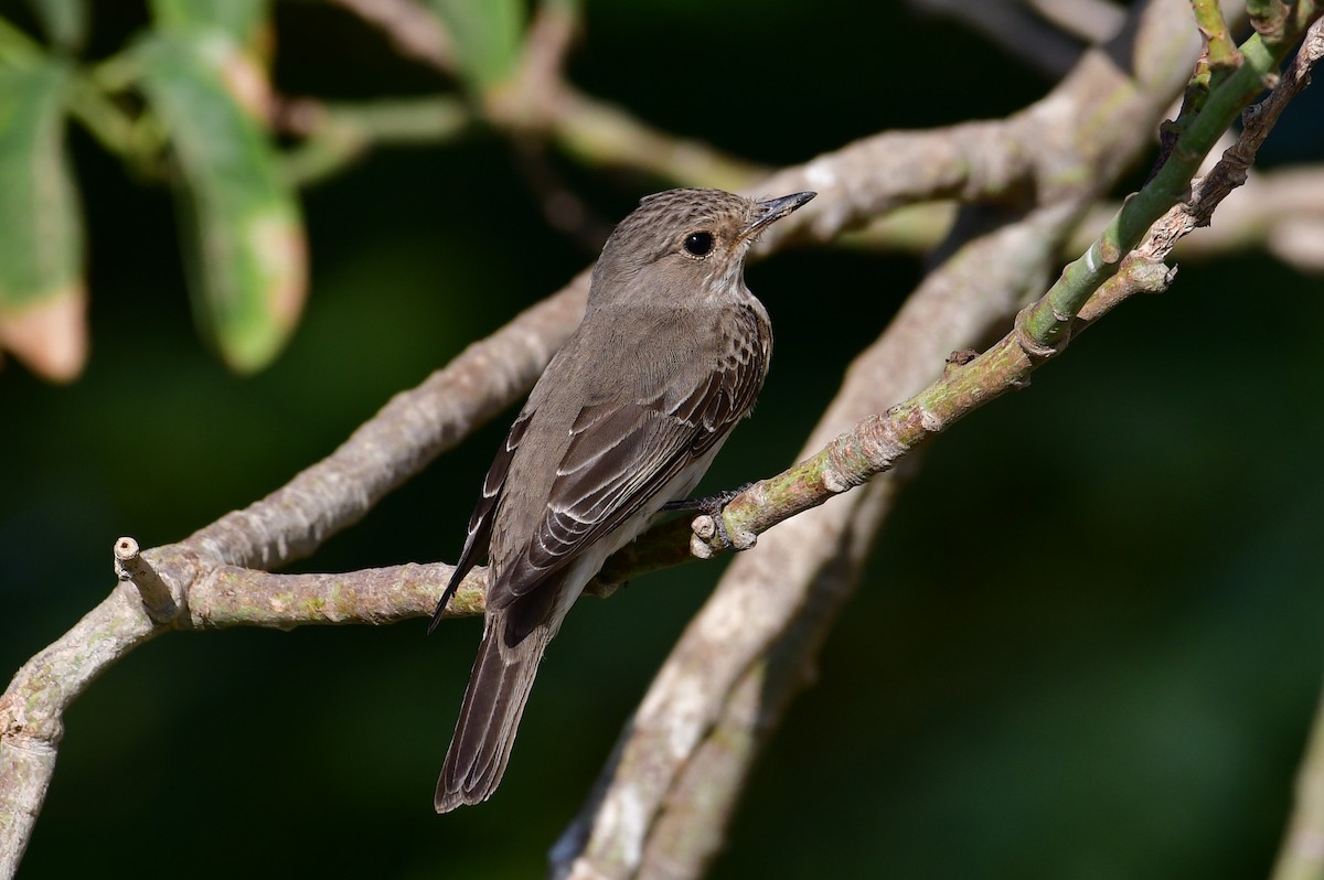 Spotted Flycatcher - ML644621352