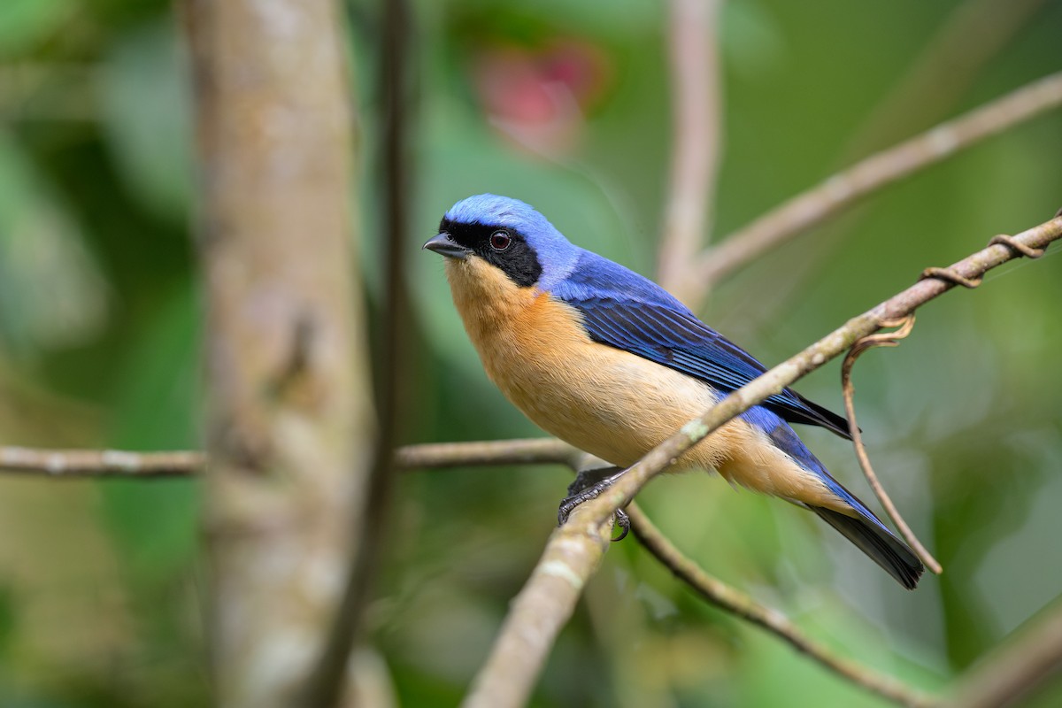 blekbrysttanagar - ML644621363