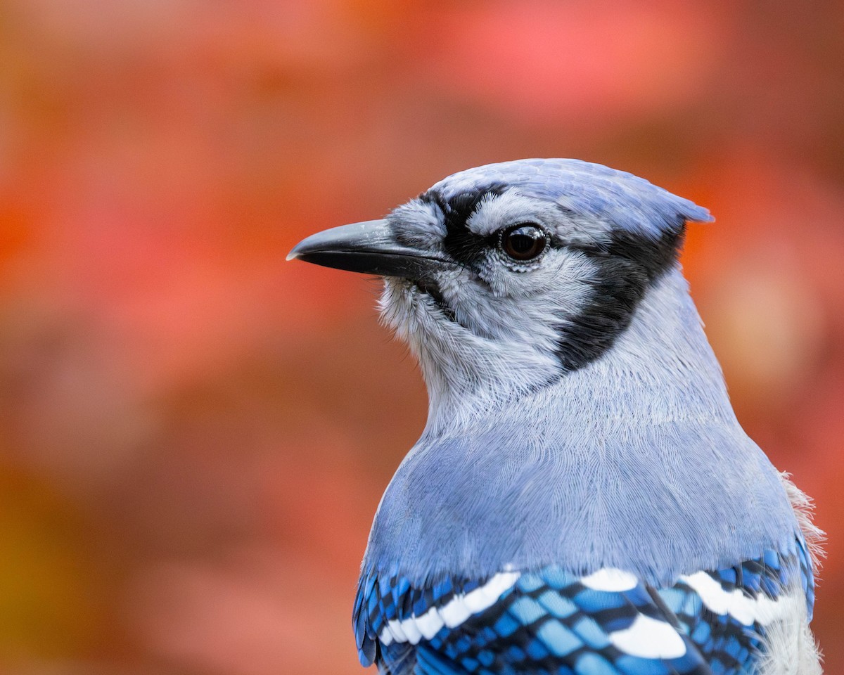 Blue Jay - ML644621364