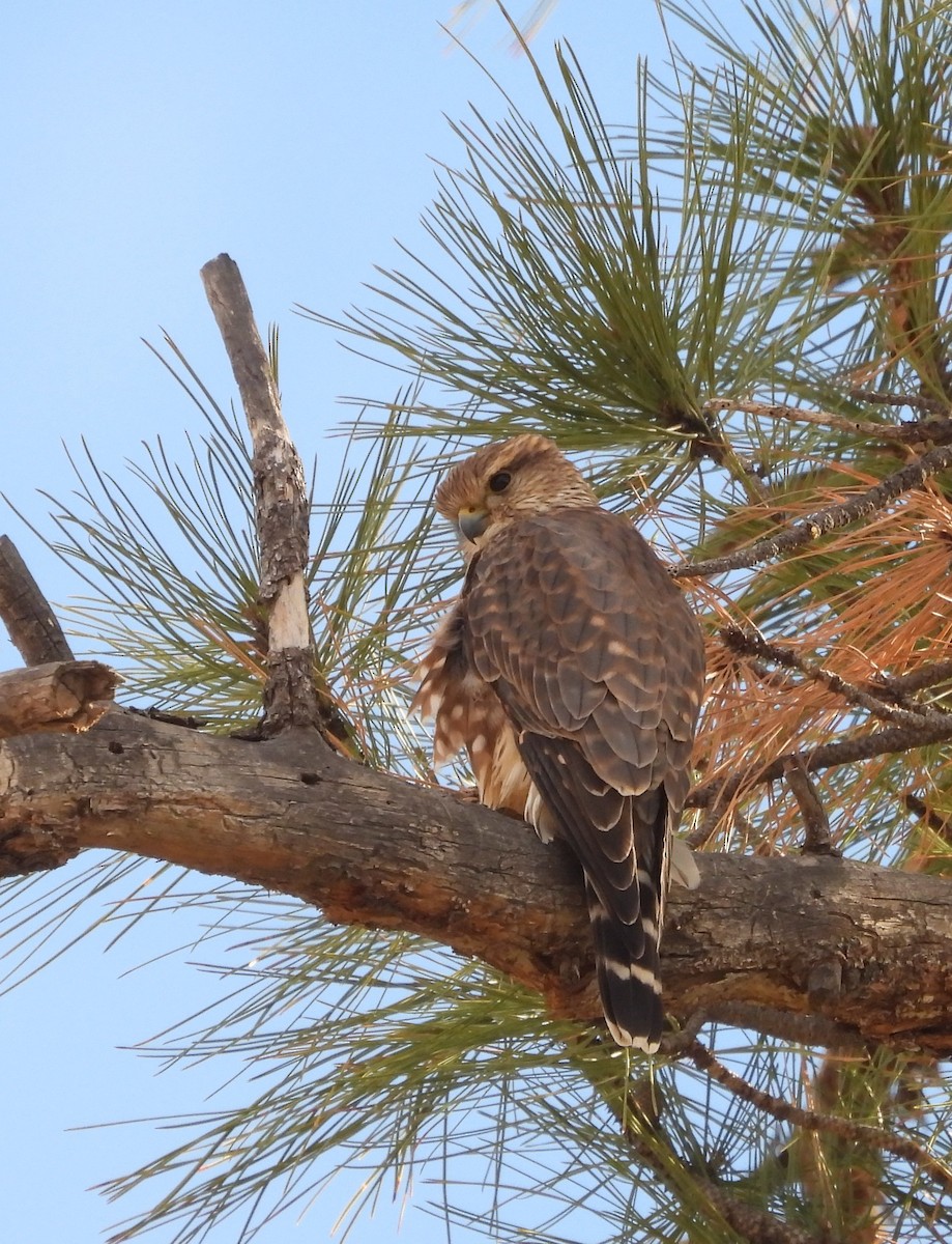 Boz Doğan - ML644621375