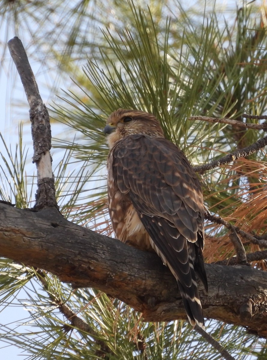 Boz Doğan - ML644621376