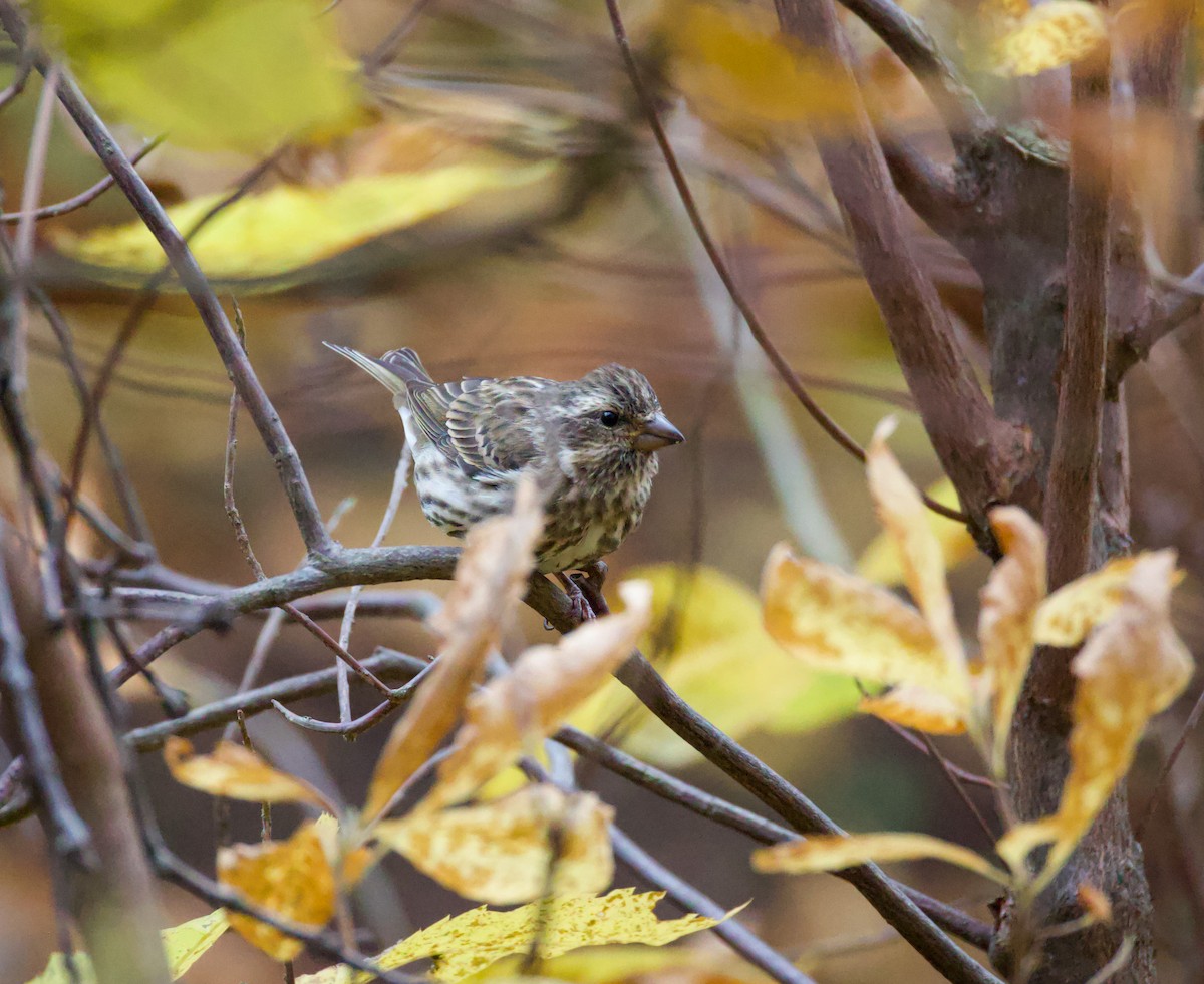 Purple Finch - ML644621382