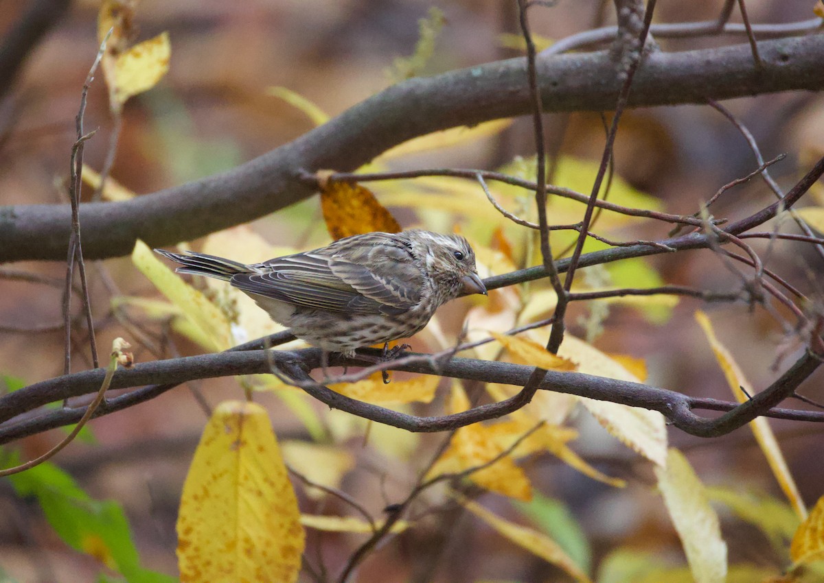 Purple Finch - ML644621383