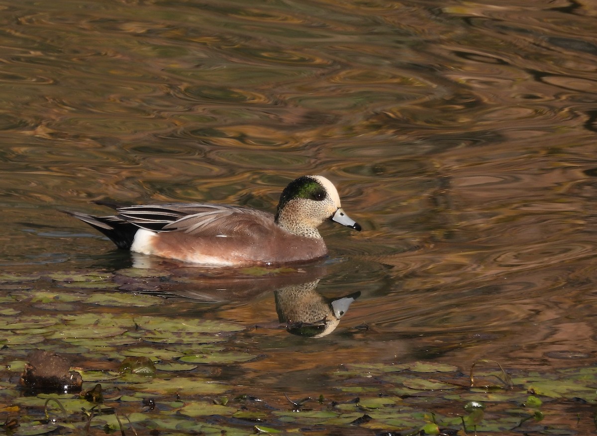 Amerika Fiyusu - ML644621385