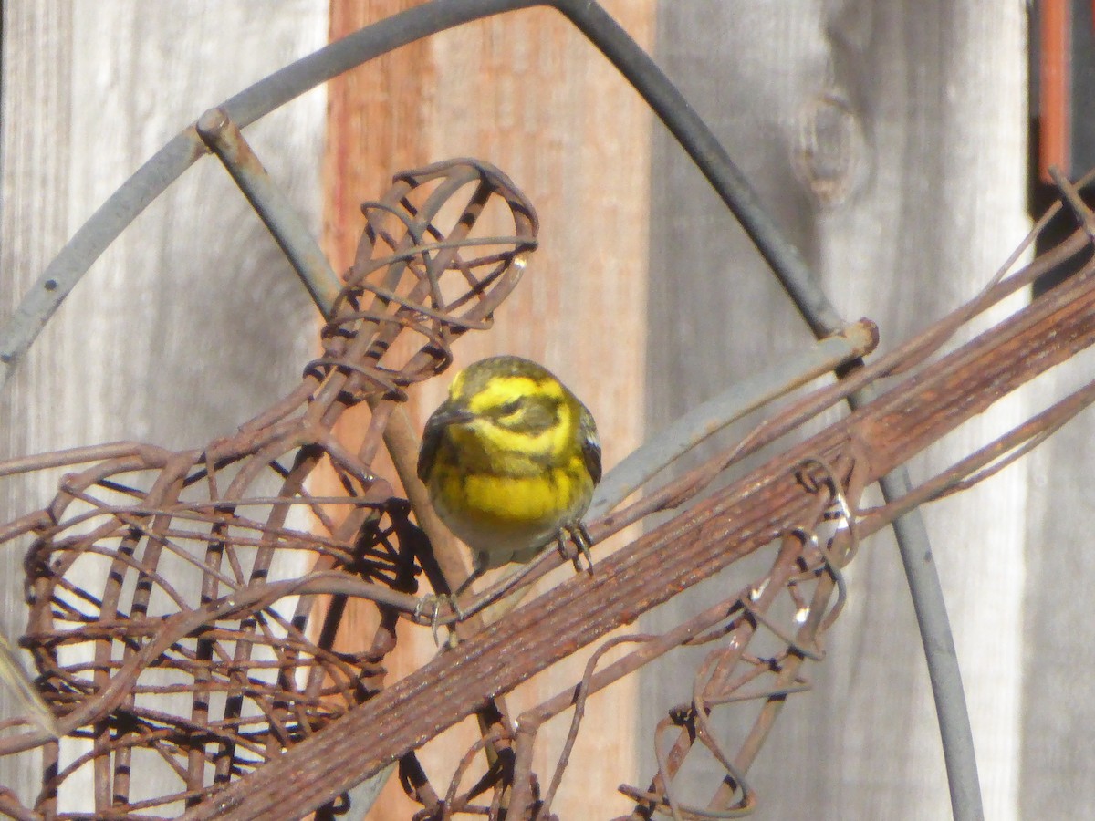 Paruline de Townsend - ML644621394