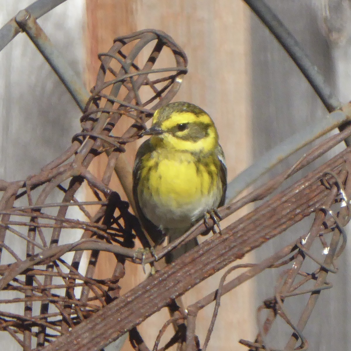 Paruline de Townsend - ML644621395