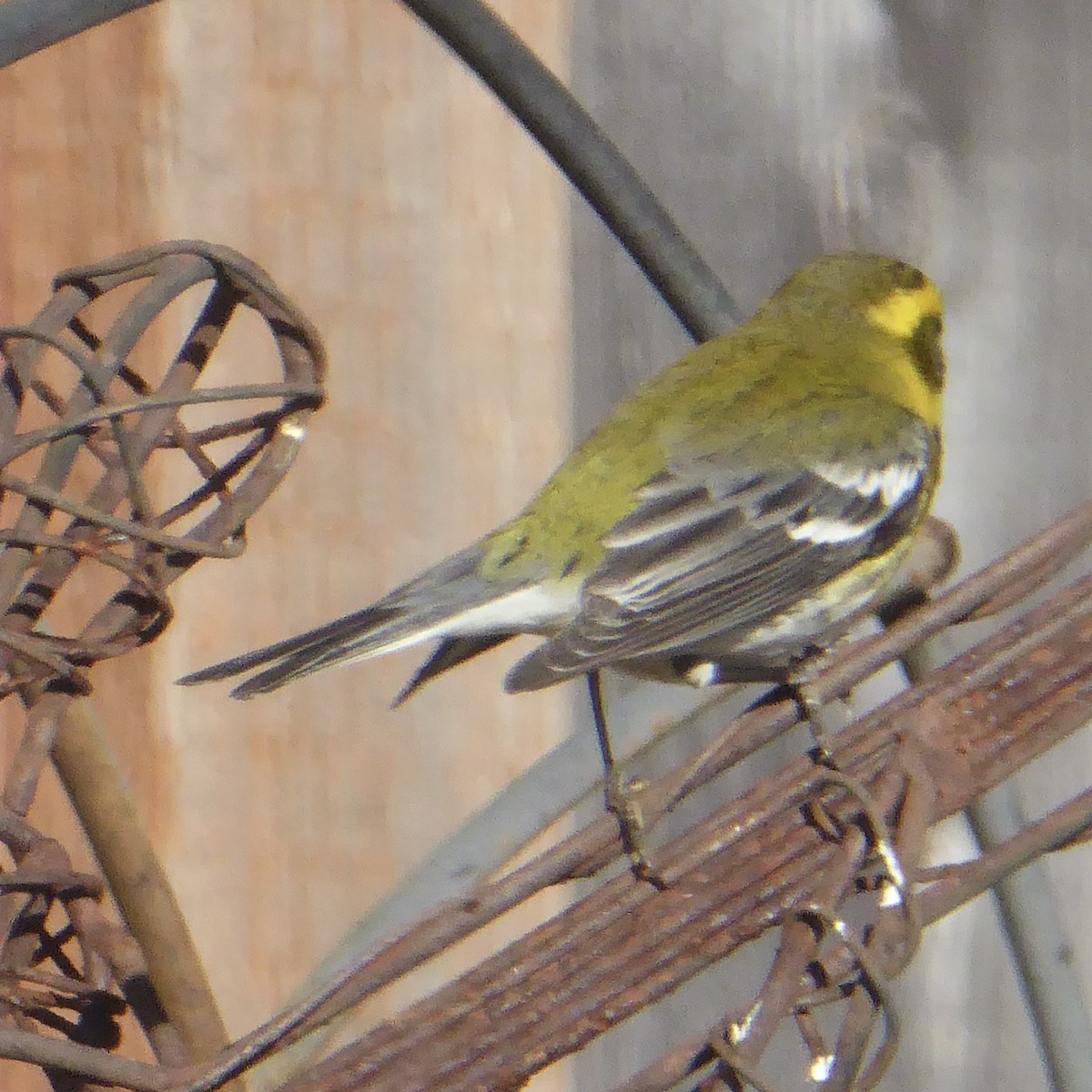 Paruline de Townsend - ML644621399