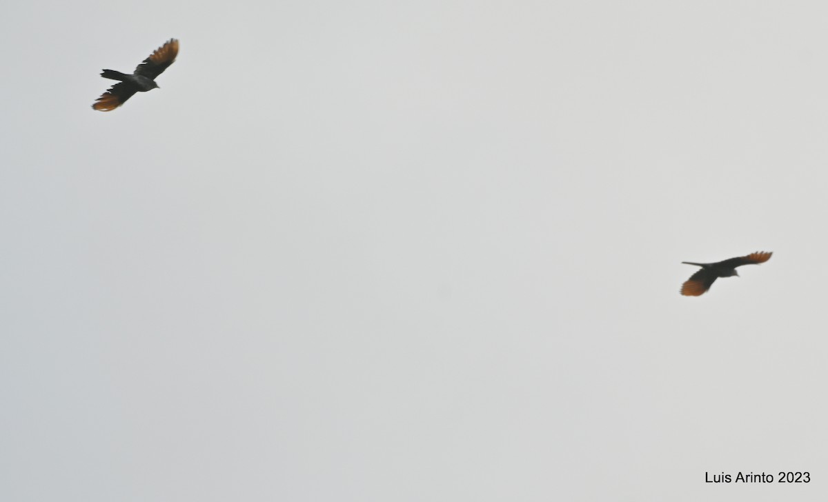 Red-winged Starling - ML644621400