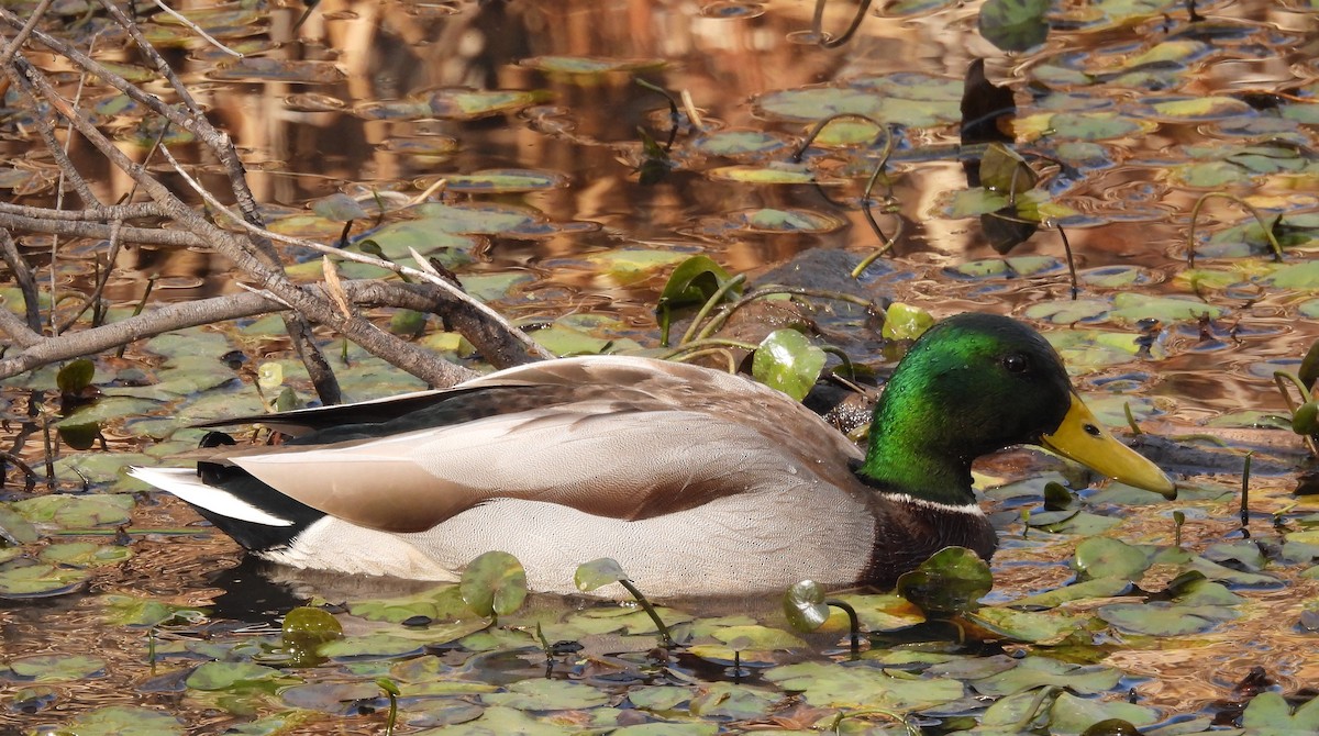 Yeşilbaş - ML644621404