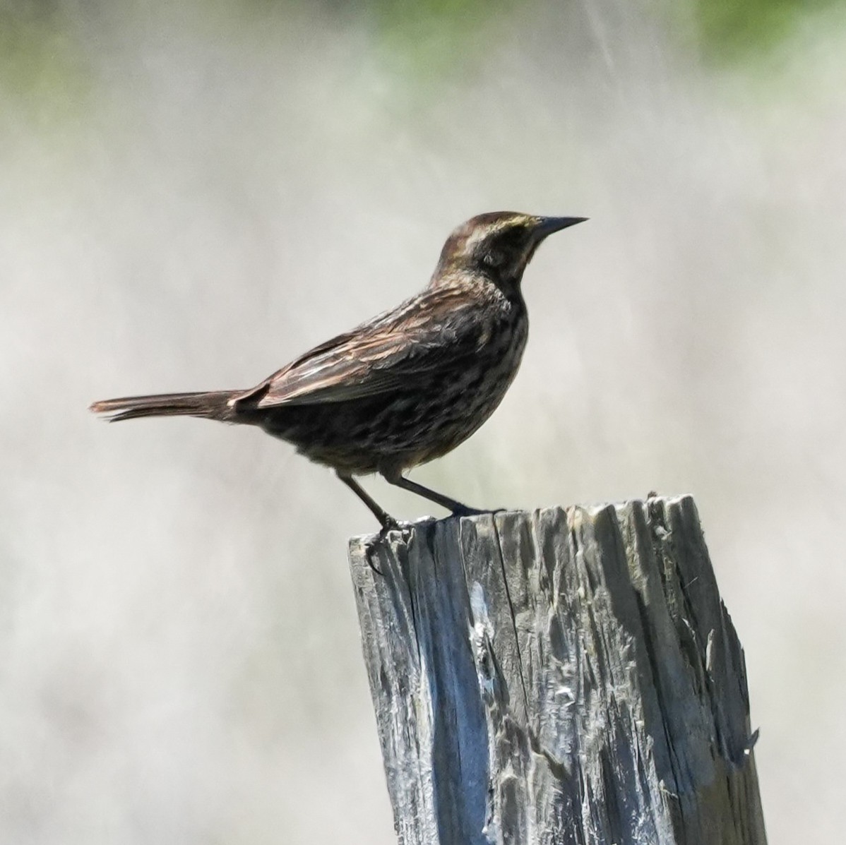 Yellow-winged Blackbird - ML644621412