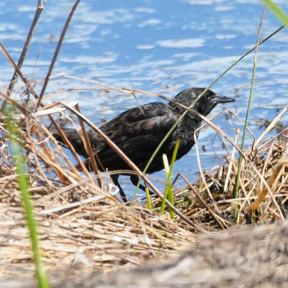 Yellow-winged Blackbird - ML644621413