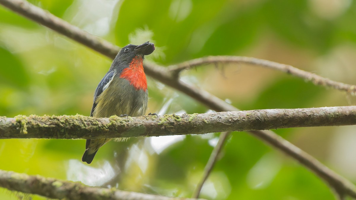 ボルネオノドアカハナドリ - ML644621430