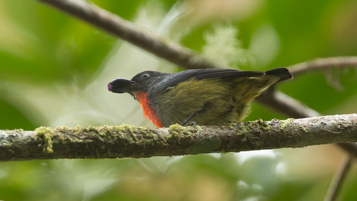 ボルネオノドアカハナドリ - ML644621431