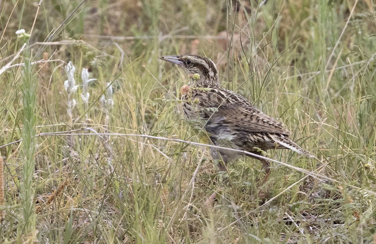 Çihuahua Tarlasığırcığı - ML644621458