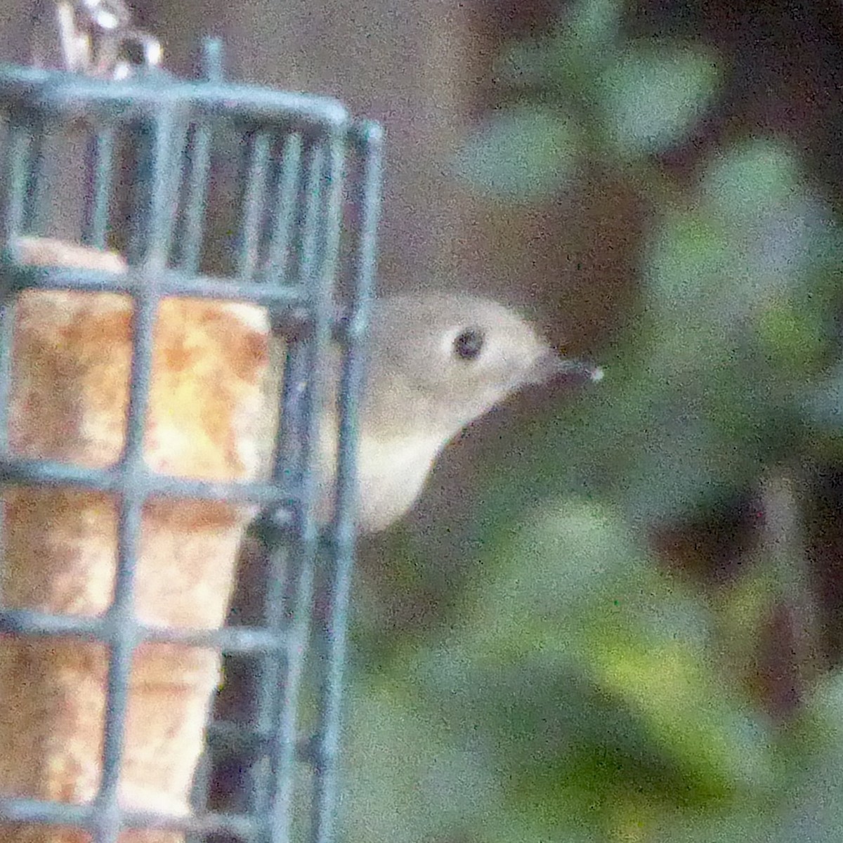 králíček americký - ML644621461