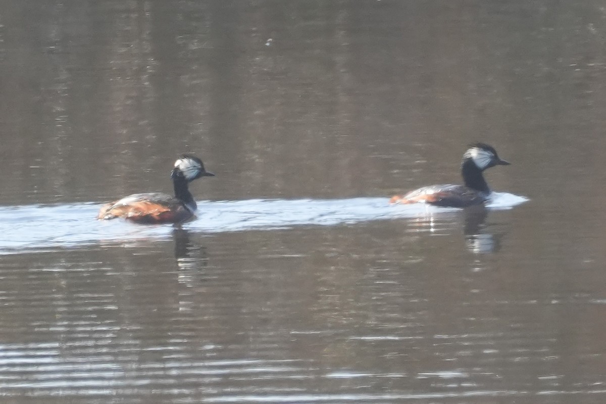 White-tufted Grebe - ML644621468