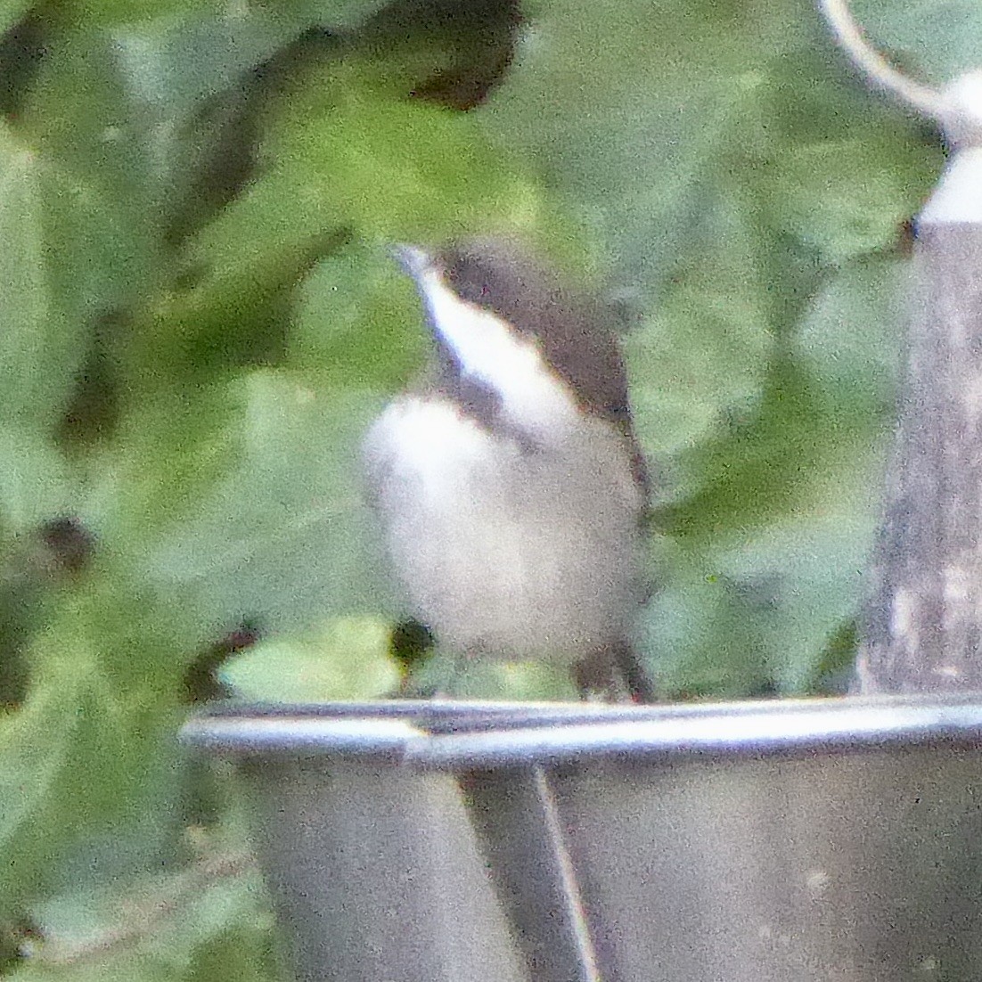 Chestnut-backed Chickadee - ML644621469