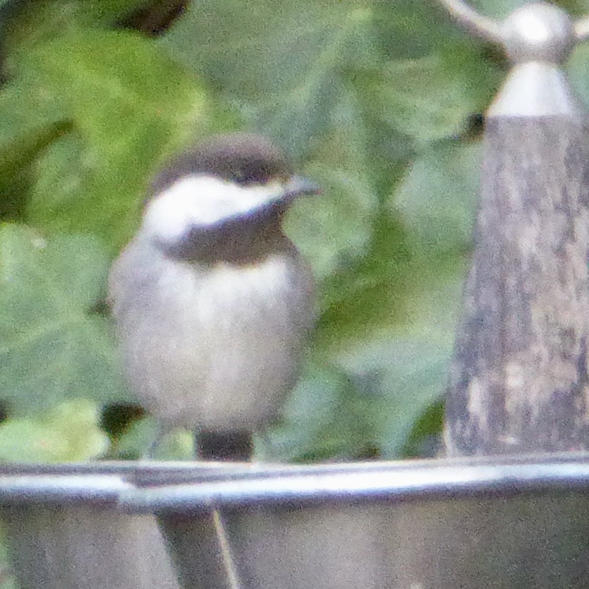 Chestnut-backed Chickadee - ML644621471