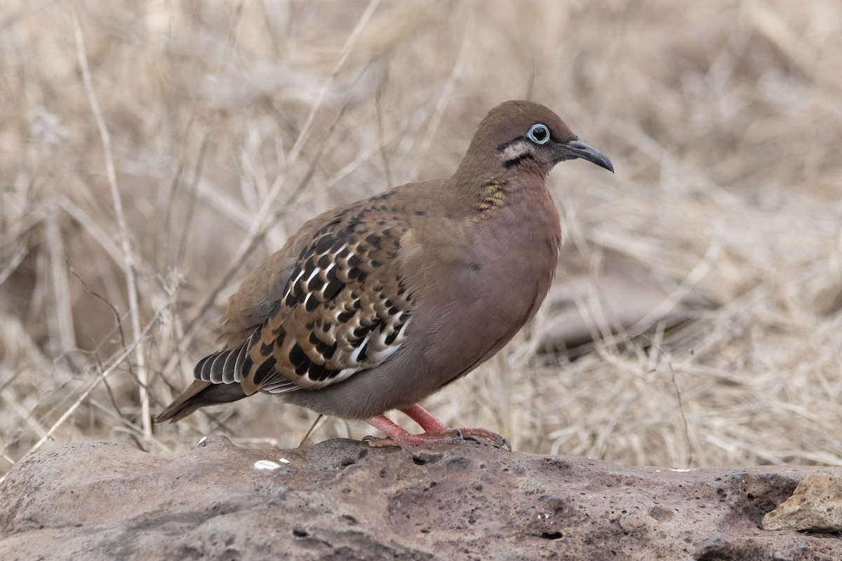 Galapagos Dove - ML644621520