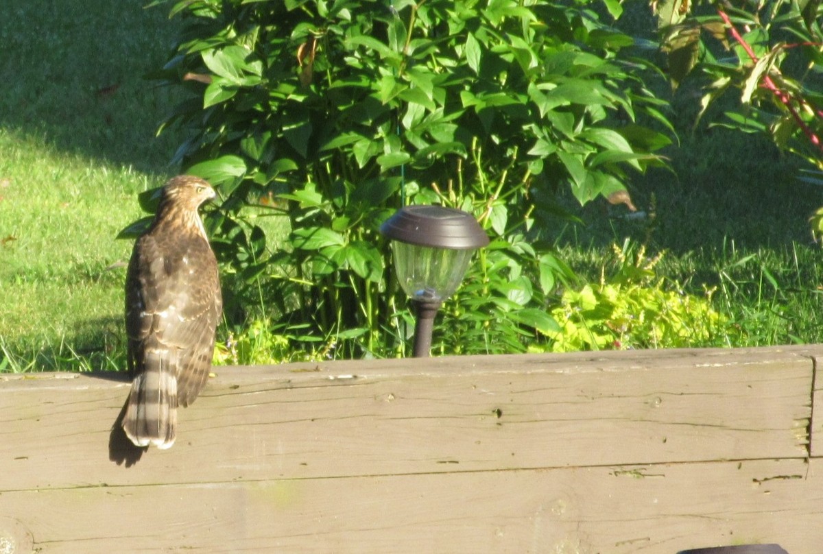 Cooper's Hawk - ML644621522
