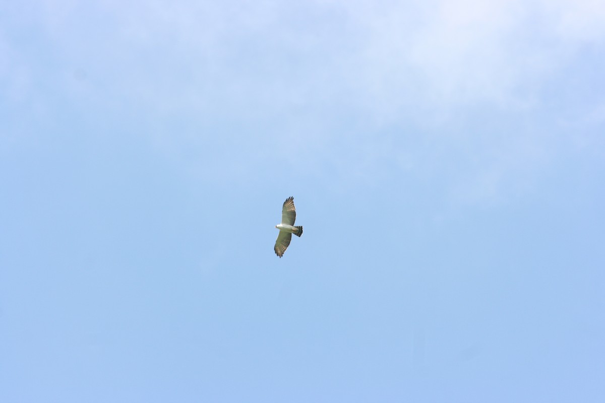 Alaca Atmaca Kartalı - ML644621523