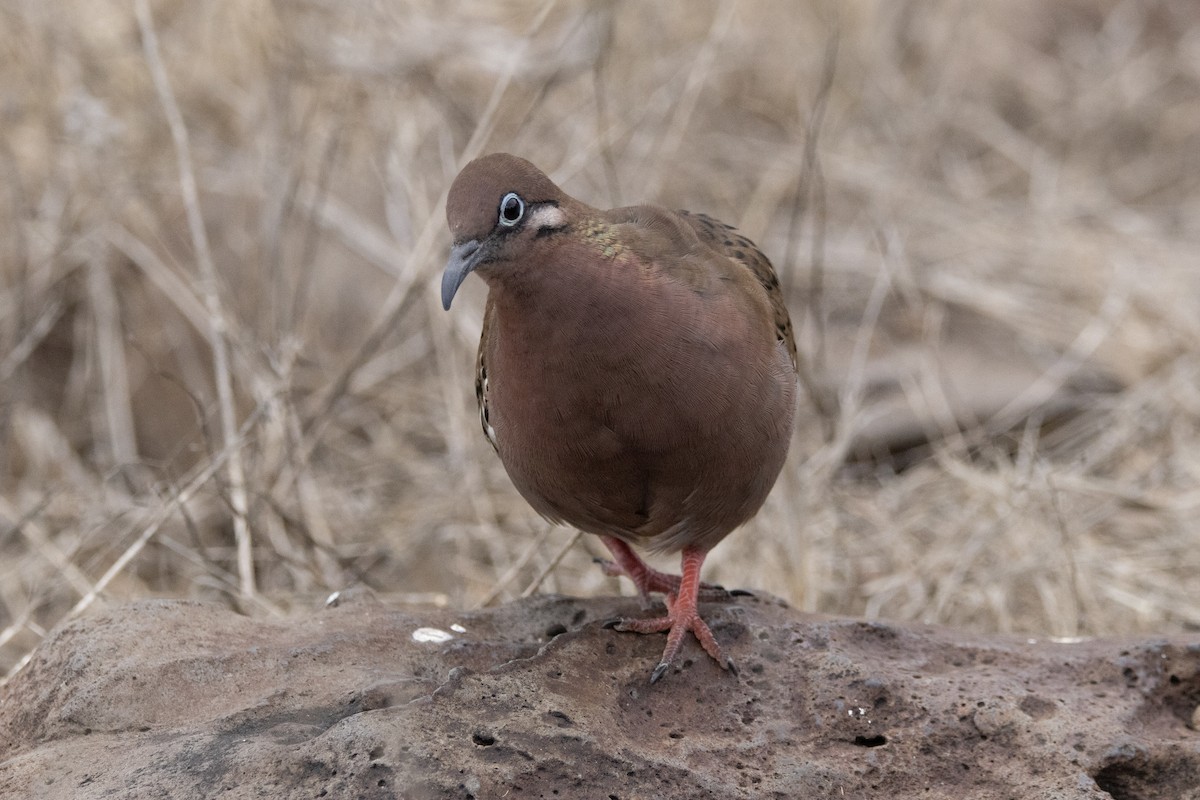 Galapagos Dove - ML644621528
