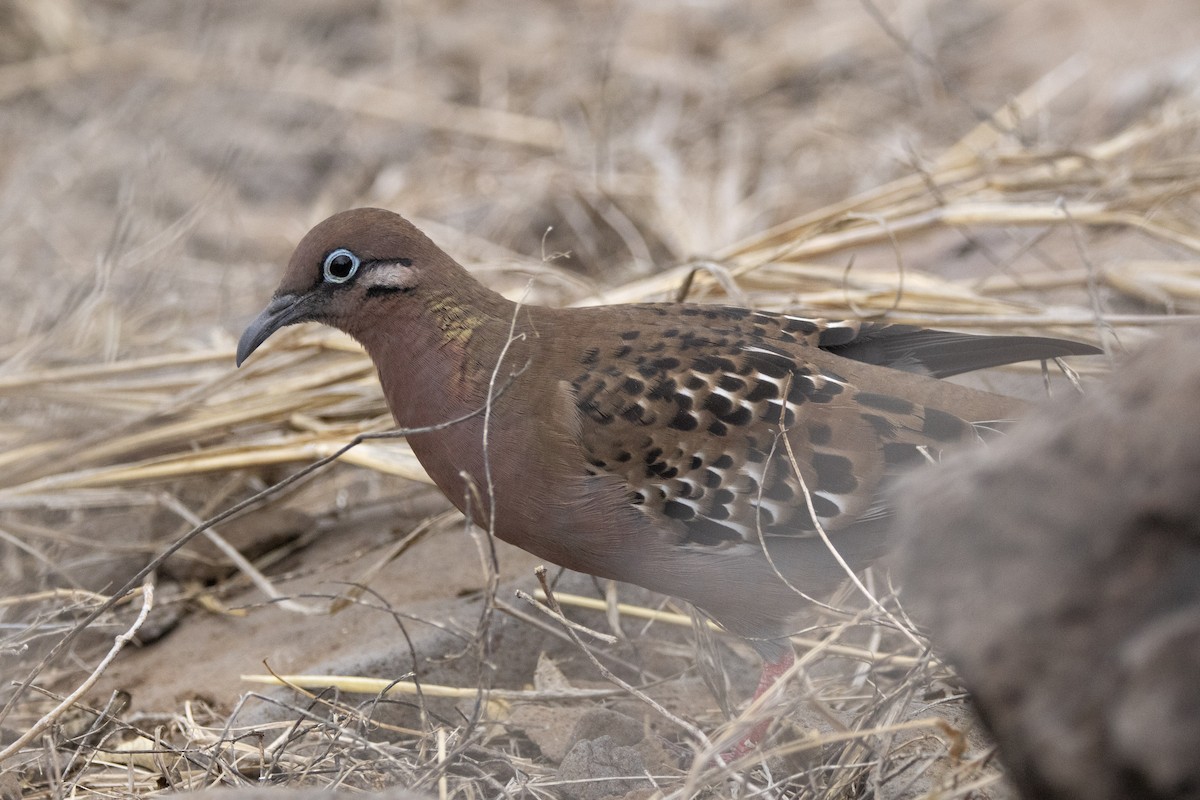 Galapagos Dove - ML644621529