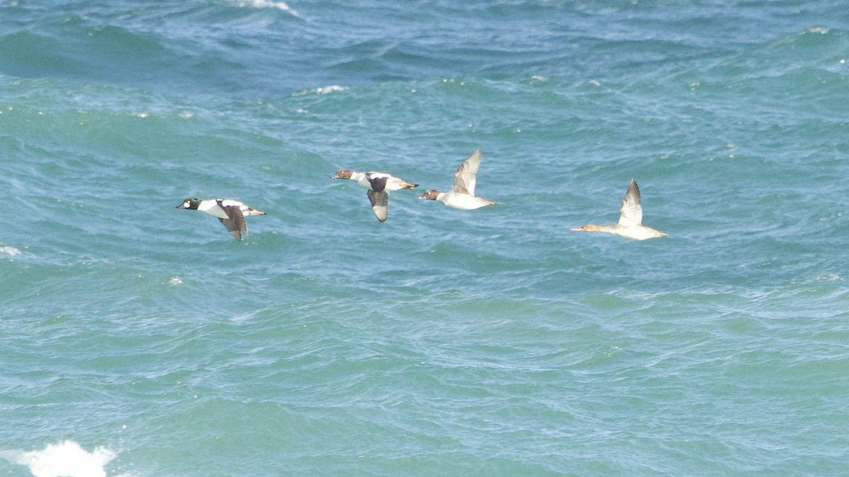 Common Goldeneye - ML644621533