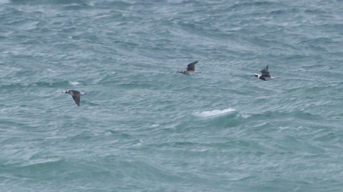 Long-tailed Duck - ML644621544