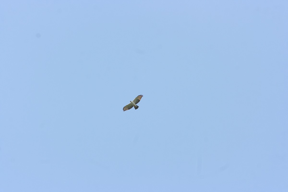 Alaca Atmaca Kartalı - ML644621557