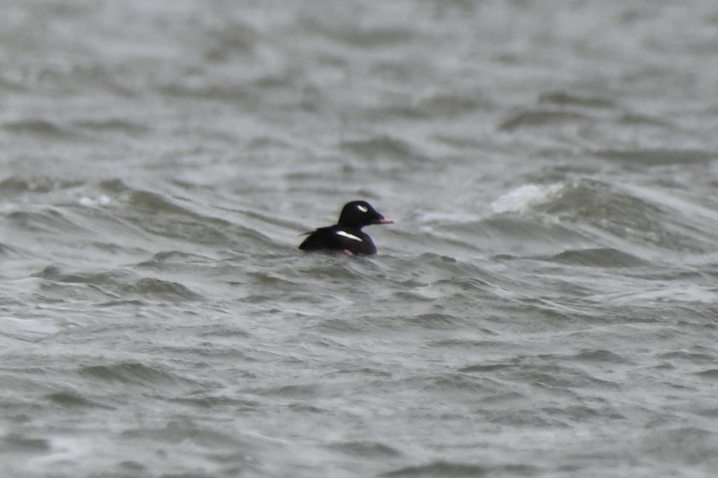 White-winged Scoter - ML644621558