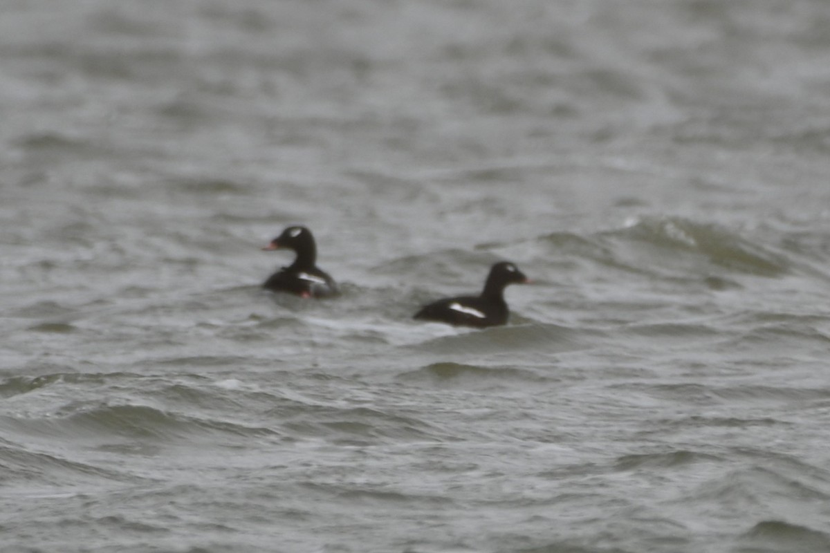 White-winged Scoter - ML644621559