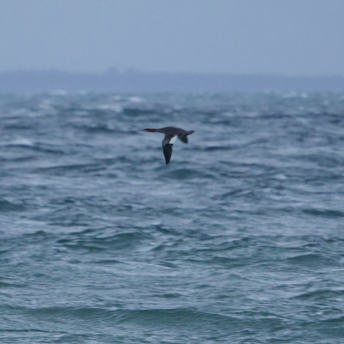 Common Merganser - ML644621561