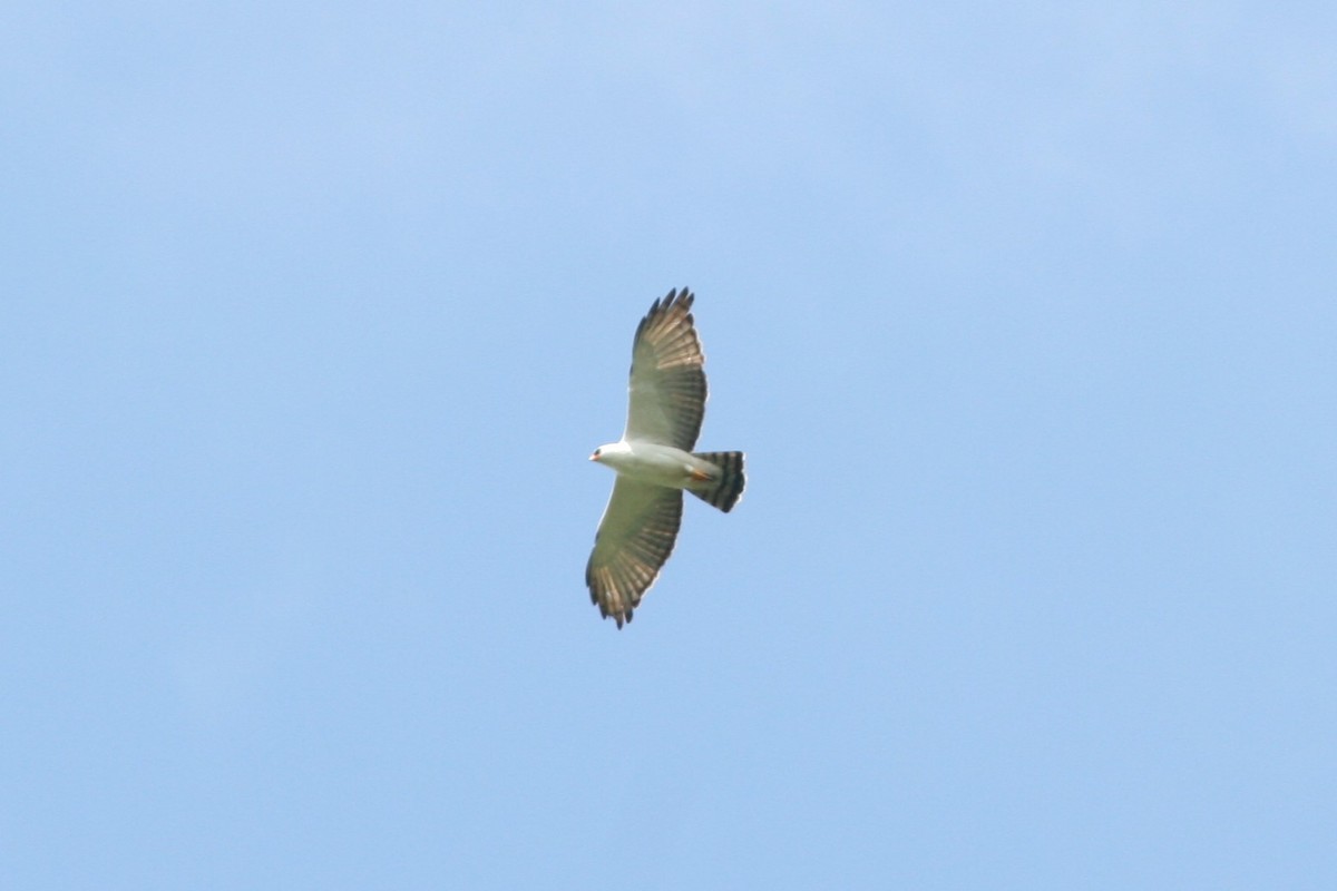 Alaca Atmaca Kartalı - ML644621567