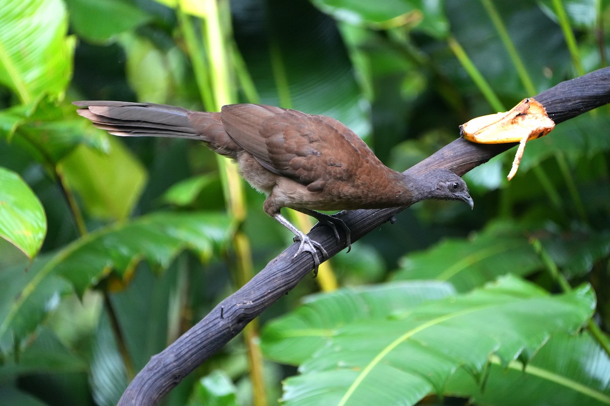 gråhodehokko - ML644621575