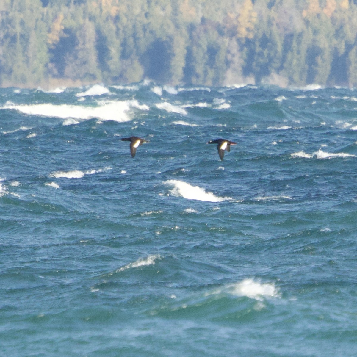 White-winged Scoter - ML644621586