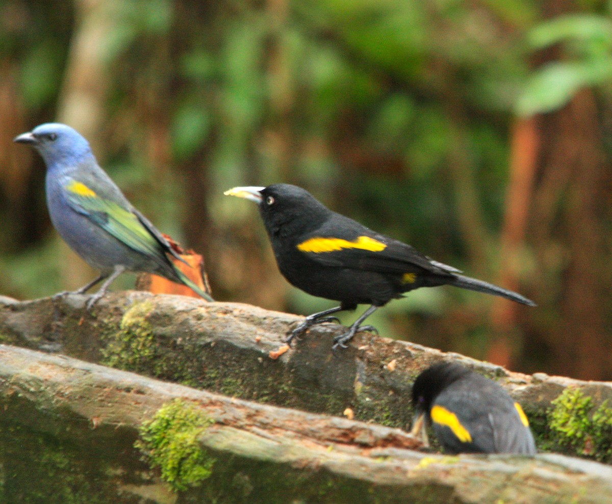 キンバネツリスドリ - ML644621599