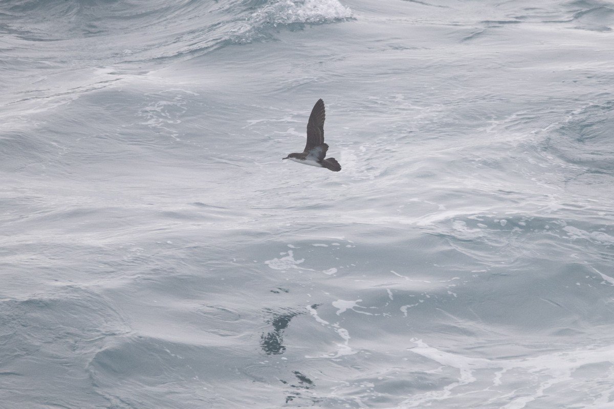 Puffin des Galapagos - ML644621631