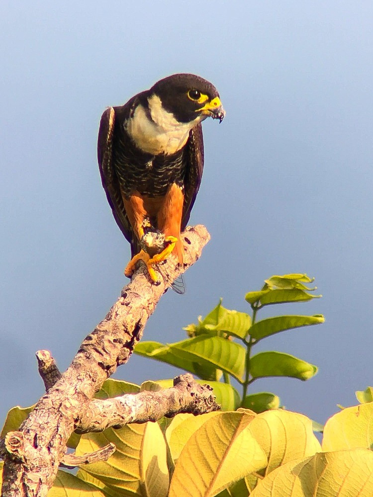 コウモリハヤブサ - ML644621653