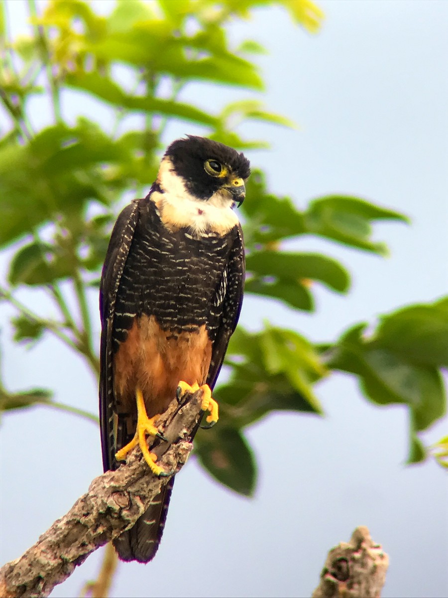 コウモリハヤブサ - ML644621654